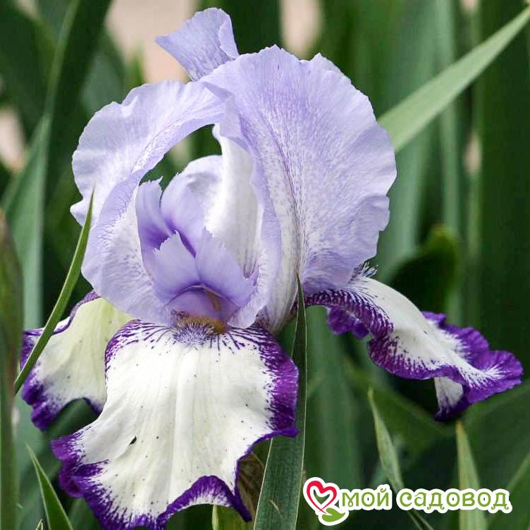 ИРИС ГЕРМАНСКИЙ ОН ЭДЖМ