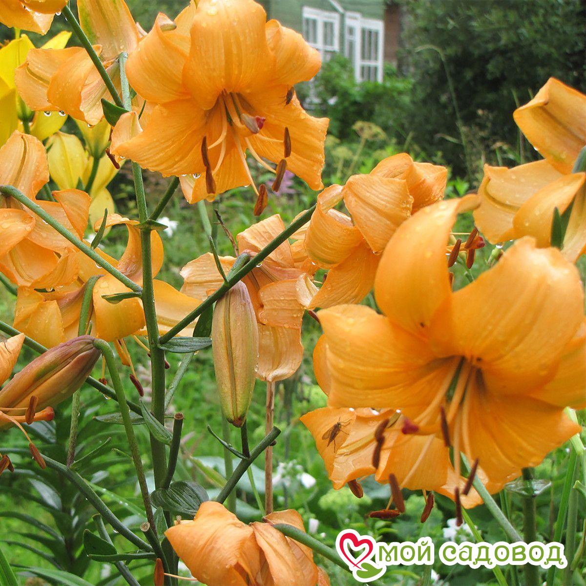 Лилия тигровая Перл Стейси